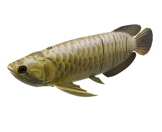robosea Multi-joint autonomous Bionic fish robot Wireless Underwater Fish Dive Shooting Intelligent Robot Photo Photography