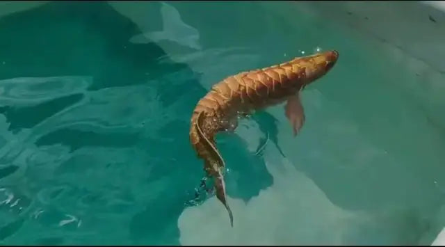 robosea Multi-joint autonomous Bionic fish robot Wireless Underwater Fish Dive Shooting Intelligent Robot Photo Photography